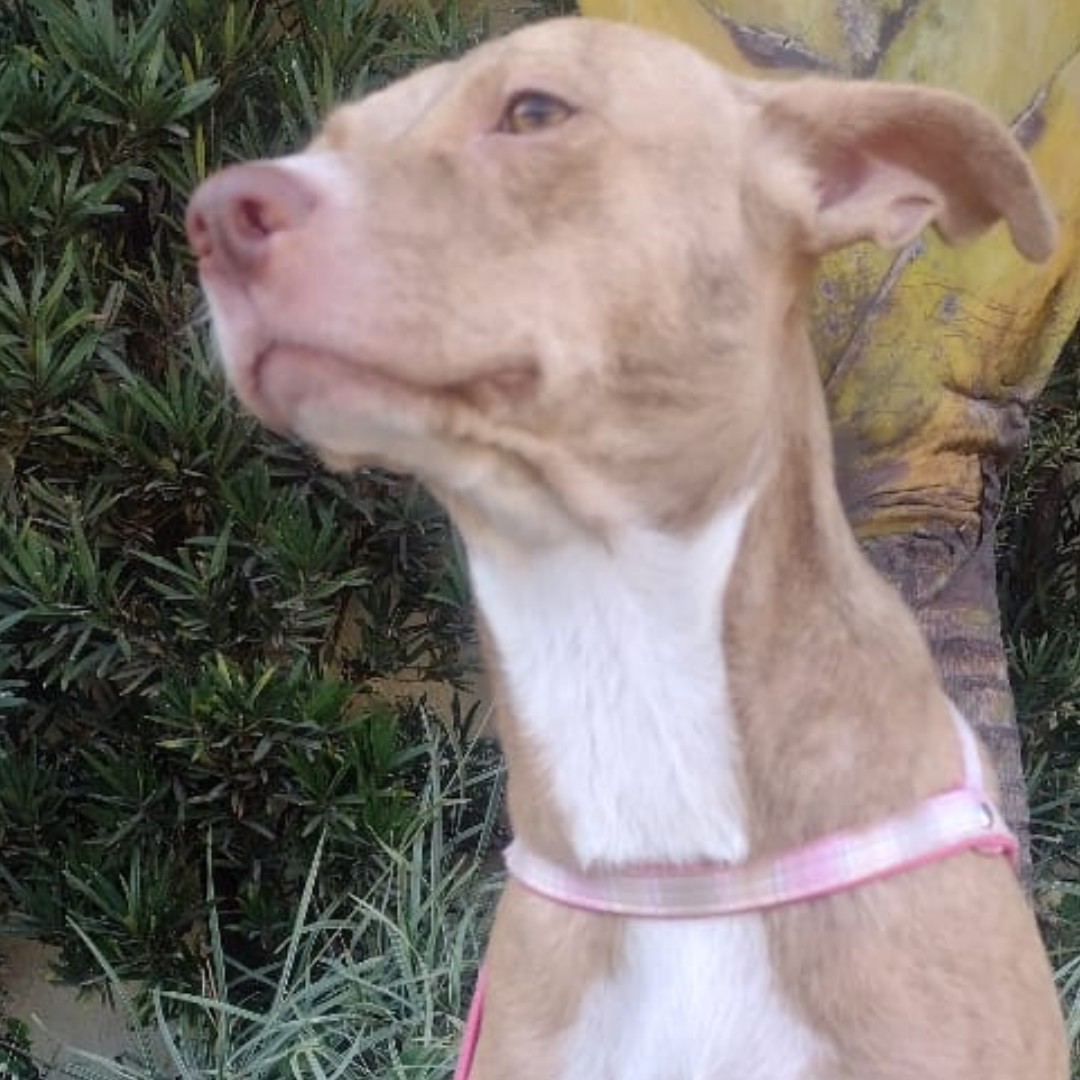 Simba depois do resgate